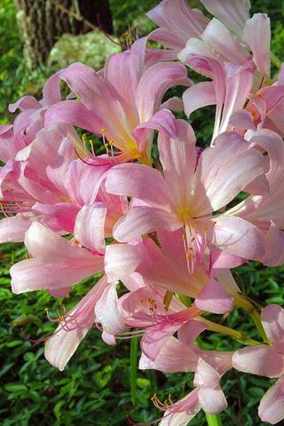 Arkansas Lilies