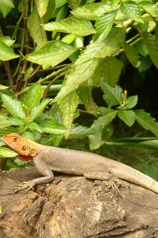 Margouillat Gecko, Benin Margouillat Gecko, Benin