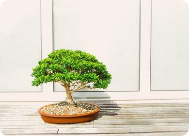 Bonsai plant