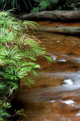 Tropical Rainforest, Brunei
