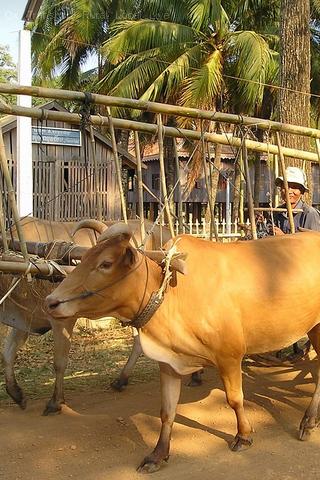 Oxen, Cambodia