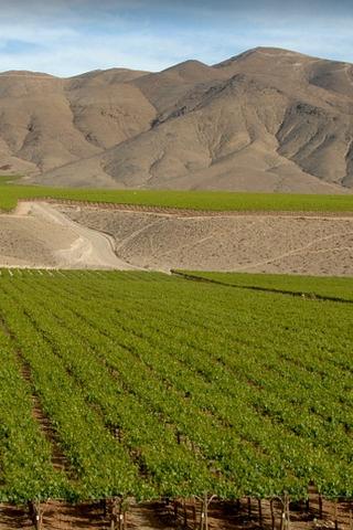 Vinyard and Andes Mountains, Chile