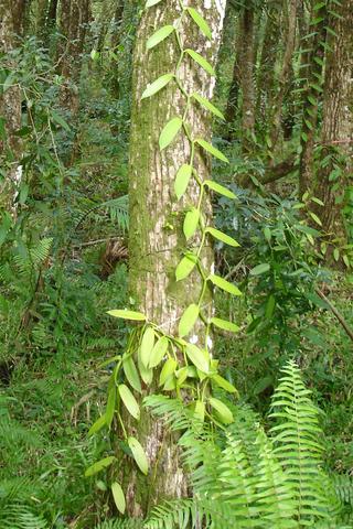 Vanilla Plantation, The Comoros