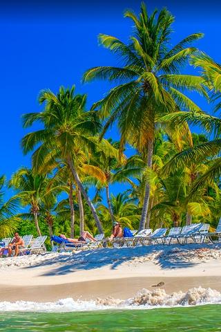 Palm Trees, Dominican Republic 