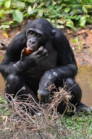 Bonobo Chimp, The Democratic Republic of the Congo