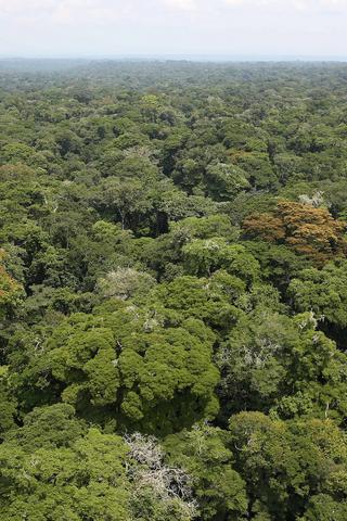 Rainforest, The Democratic Republic of the Congo
