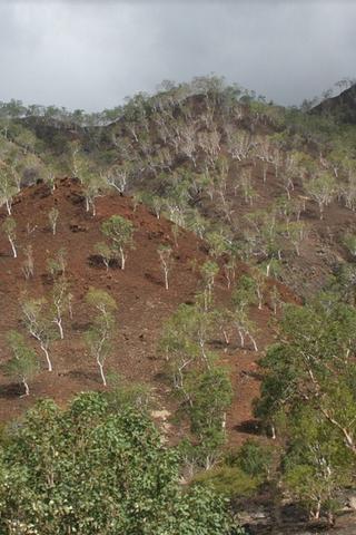 Sparse Wooded Area, East Timor