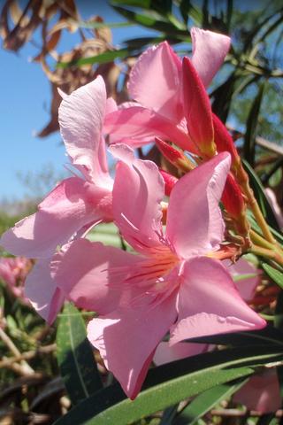 Tropical Flower, Fiji 
