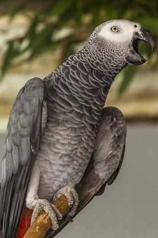 Parrot, Gabon Zoo