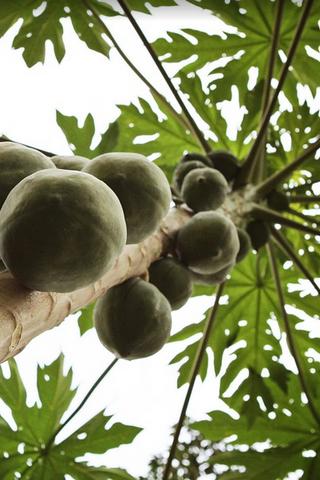 Coconut Tree, Ghana