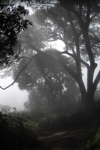 Fog in the Forest, Guinea