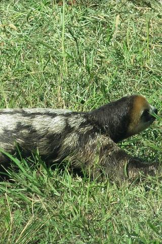Sloth, Guyana