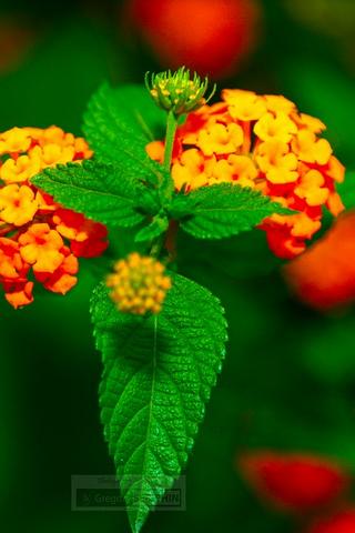 Flower, Haiti