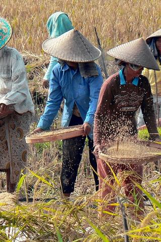 Rice Harvest, Indonesia
