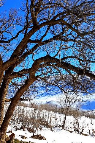 Tree Landscape, Iraq 