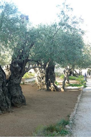 Olive Trees Jerusalem, Israel #philrickphotos Olive Trees Jerusalem, Israel