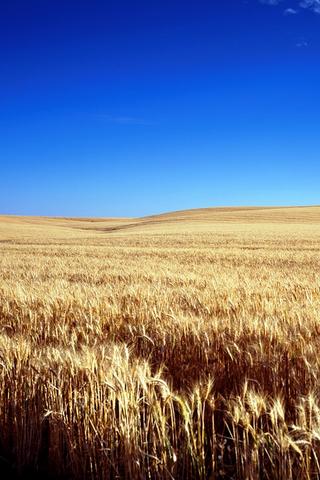 Wheat Field, Kansas (USA)