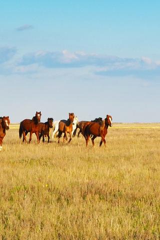Horses, Kazakhstan
