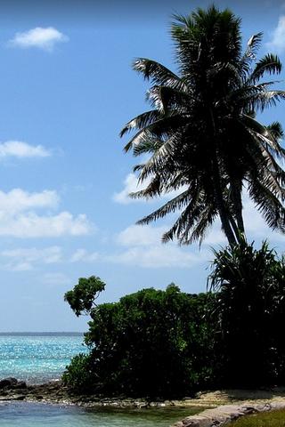 Palm Tree Fanning Island, Kiribati 