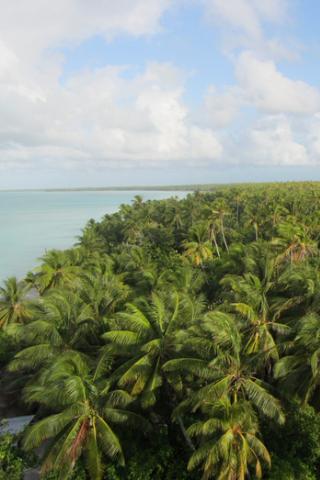Palm Trees Abaiang, Kiribati