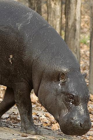Pygmy Hippo, Liberia