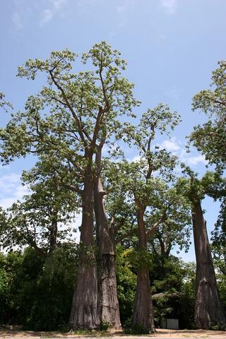 Tall Trees, Malawi 