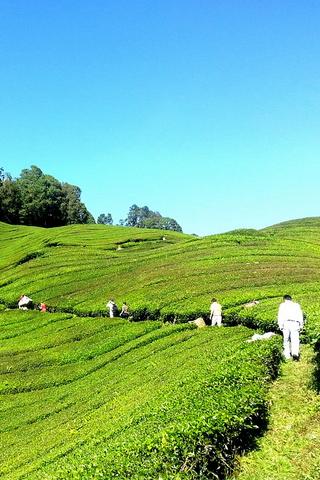 Tea Fields, Malaysia