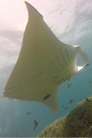 Manta Ray, Federated States of Micronesia #philrickphotos Manta Ray, Federated States of Micronesia